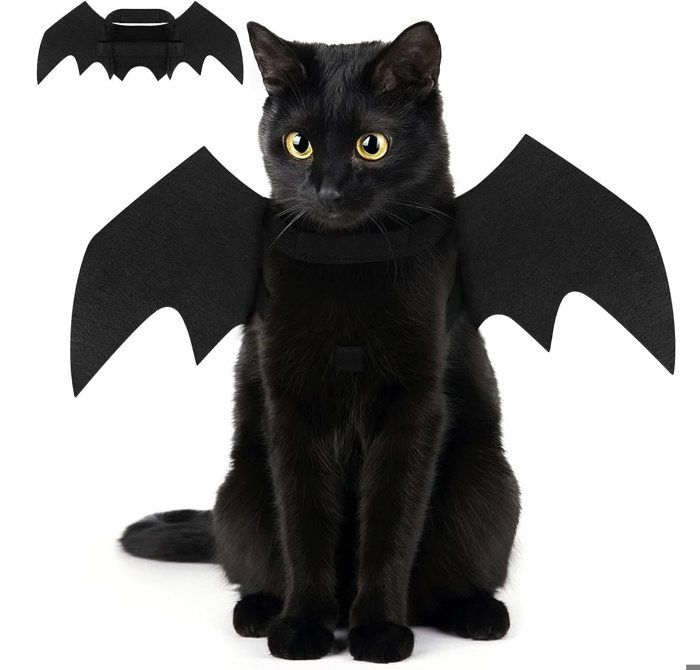Costume de chauve-souris costume dHalloween avec ailes de chauve-souris pour chat