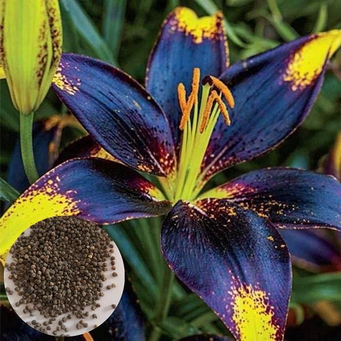 10 Bulbes De Lys Dizzy - Gros Bulbes Vivaces De Hollande - Pour Jardin Et Pots - Fleurs Parfumées (pas Des Graines) Plantation Bulbes Printemps Automne
