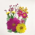 Pressé Mixte Naturel Fleurs Séchées DIY Art Artisanat Scrapbook Téléphone Cadeau Décor B08-1