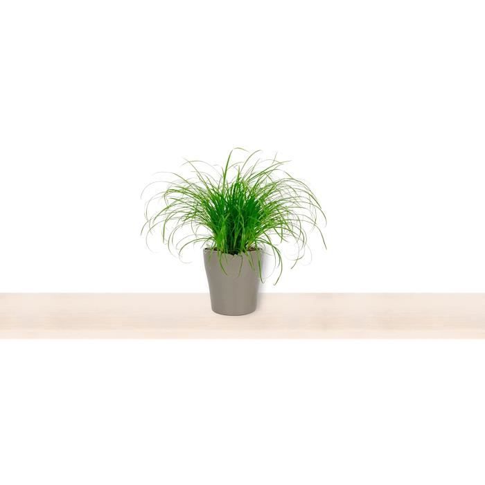 Cyperus Zumula – Herbe à chat – Plante d'intérieur dans un pot argenté –  Hauteur +-- 25 cm avec pot – Diamètre : 12 cm – Plan - Cdiscount Jardin