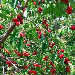 ARBRE - BUISSON Cerisier Prunus cerasus 'Van'  Bigarreau – godet hauteur : 30 - 40 cm - cerises juin chair très ferme, croquante et sucrée