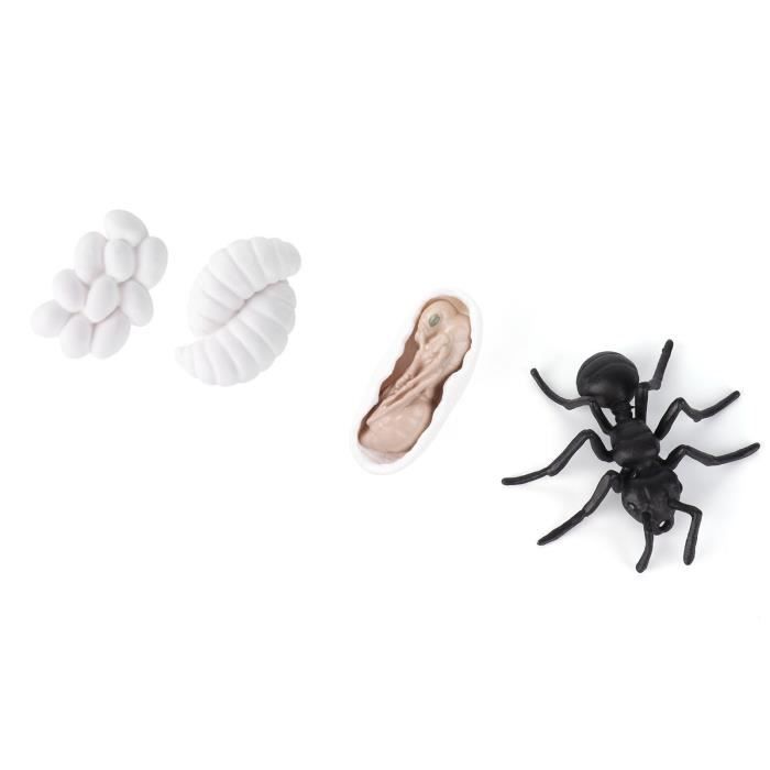 FIGURINES DU CYCLE De Vie Des Fourmis Croissance Insectes Enfant EUR 8 FIGURINES DU CYCLE De Vie Des Fourmis Croissance Insectes Enfant EUR 8