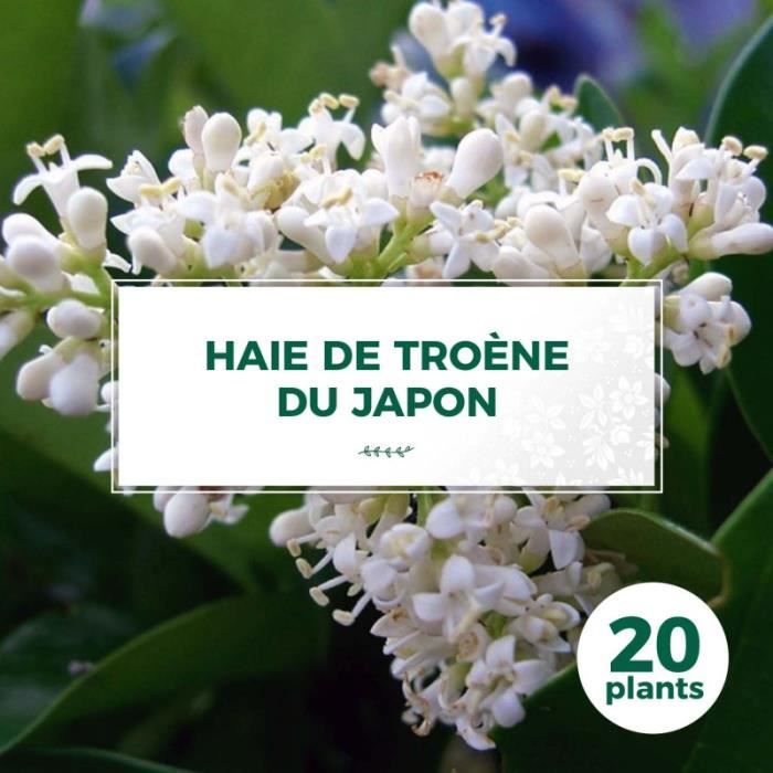 20 Troène Du Japon (Ligustrum Japonicum) - Haie de Troène du Japon 20 jeunes plants : taille 20-40cm Blanc