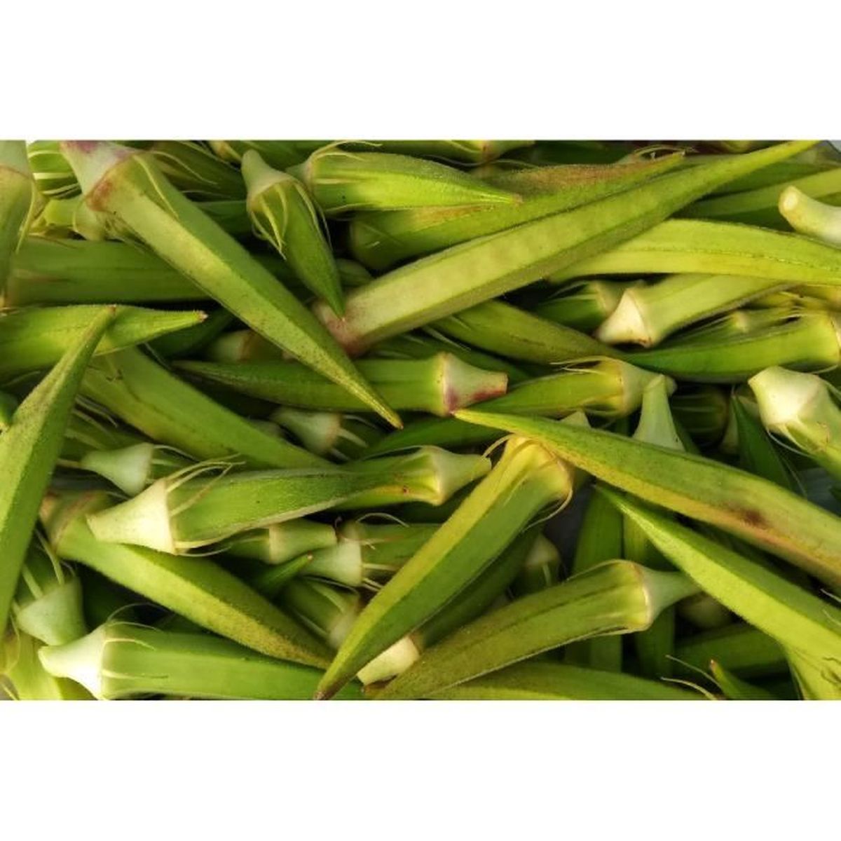 Lot de 50 Graines de Gombo Okra Clemson Spineless Plante sans Epines