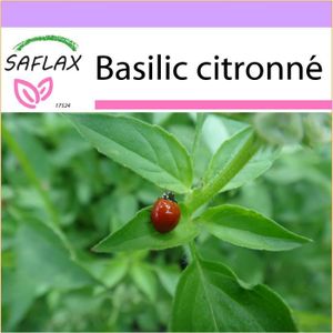 400 graines Ocimum basilicum Pourpre BIO SAFLAX Basilic