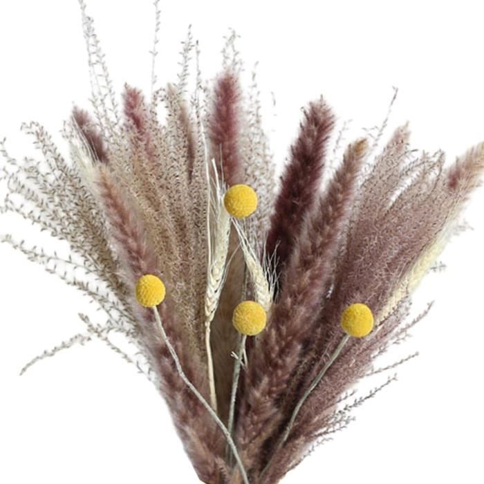 Herbe Naturelle Séchée En Forme De Queue De Lapin - Fleurs Séchées