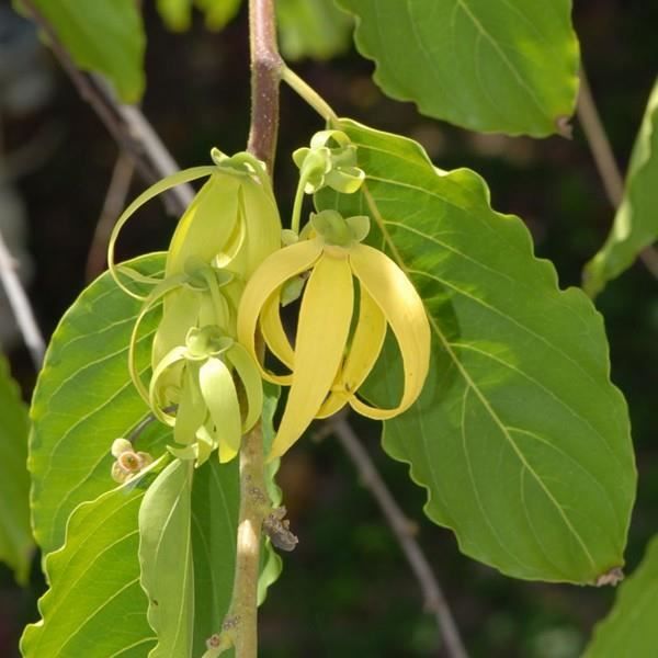 Huile essentielle d'Ylang-ylang III bio, aromathérapie