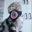 Collier De Foulard Pour Chien Collier De Cravate Pour Chat Avec Bandana Triangulaire Pour Animaux De Compagnie 35 53cm Achat Vente Foulard Cravate Collier De Foulard Pour Chien Cdiscount Collier De Foulard Pour Chien Collier De Cravate Pour Chat Avec Bandana Triangulaire Pour Animaux De Compagnie 35 53cm Achat Vente Foulard Cravate Collier De Foulard Pour Chien Cdiscount