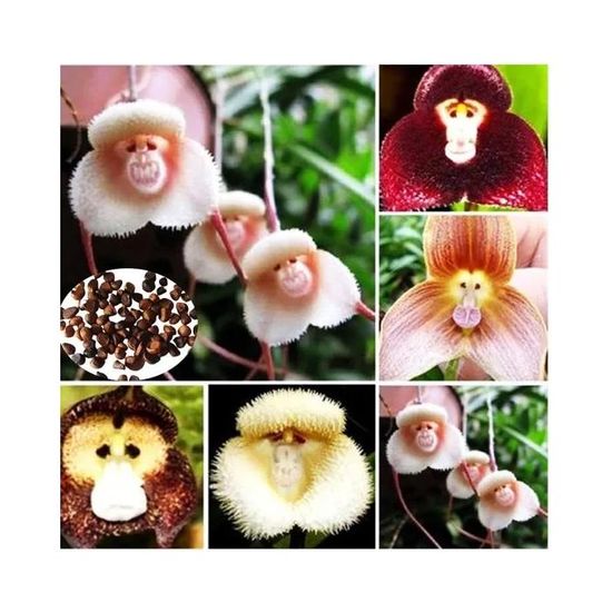 Dokeno 200 Étiquettes Plastique Colorées Pour Plantes – Réutilisables, Ajustables, Jardin & Arbres Fruitiers