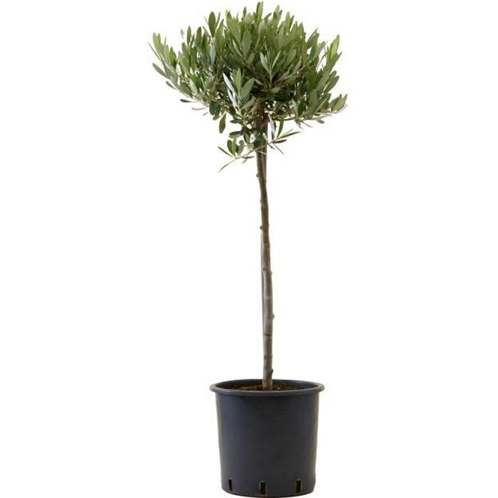 Olivier - plante d'intérieur- hauteur 100 cm - Pot 21 cm - Entretien facile
