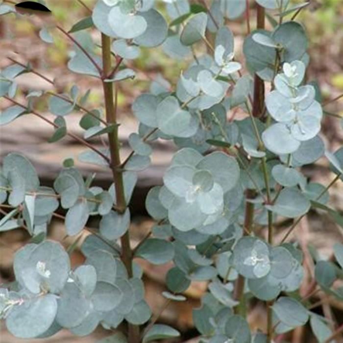 TEMPSA 30 Pcs Graines Eucalyptus jardin extérieur arbre