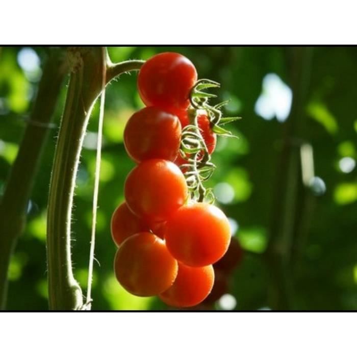 25 Graines de Tomate Cerise Rouge - légume jardin potager - méthode BIO