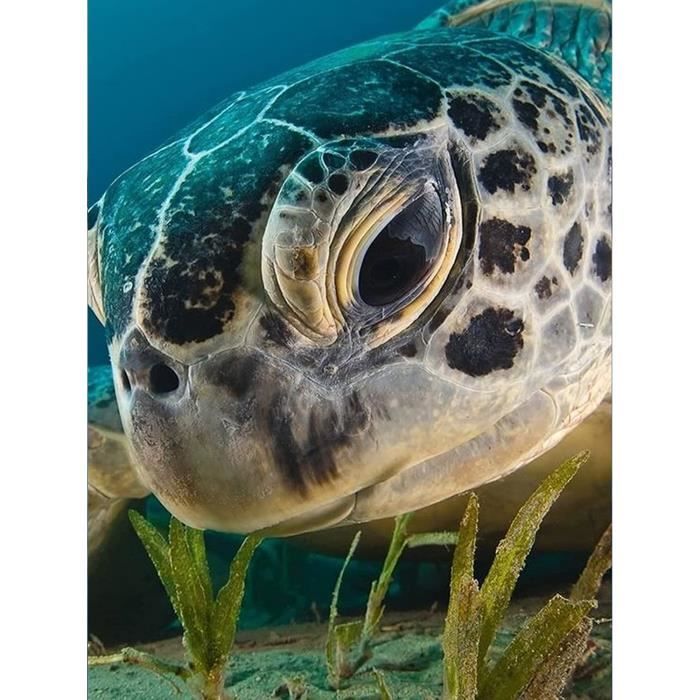 Diamond Painting Strass Complet Kit Grand Broderie Diamant Peinture Dauphin Tortue Diamant Painting Enfant Peinture Numero Adulte Perle Diamant A Coller Tableau Art Mural Decor 50x150cm/20x60in