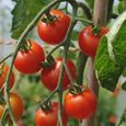 25 Graines de Tomate Cerise Rouge - légume jardin potager - méthode BIO-1