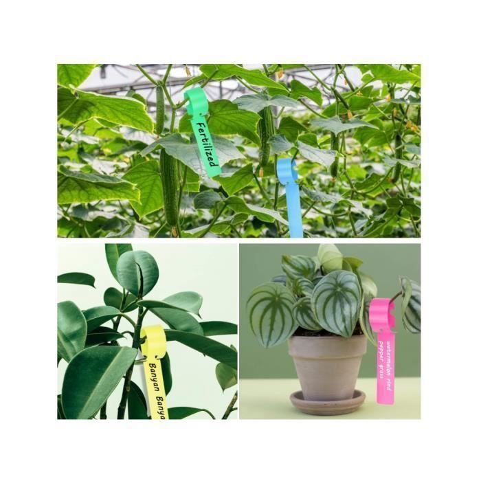 Dokeno 200 Pièces Étiquettes de Plantes en Plastique, Etiquette Arbre Fruitier, Couleur Étiquettes de Plantes de Jardin, Suspendus étiquettes de Plantes Reutilisable Marqueurs Enveloppent