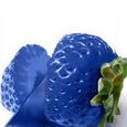 100pcs graines de fraise multicolores -Bleu-0