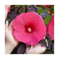 Hibiscus des marais Carousel® Pink Passion 'Tahi16'-Godet-Rouge-Arbustif