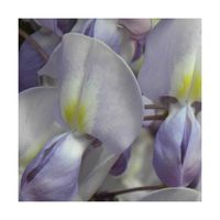 PLANTE POUSSEE- Glycine du Japon Lavender Lace-Pot de 3L - Echelle bambou 60/120 cm-BELLEVUE DISTRIBUTION