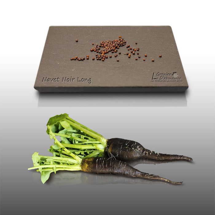 Graine De Navet Marteau - Jardin & Plantes