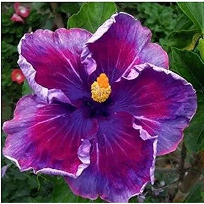 Carte Postale Florale Avec Des Fleurs D'hortensia Et Des Graines De