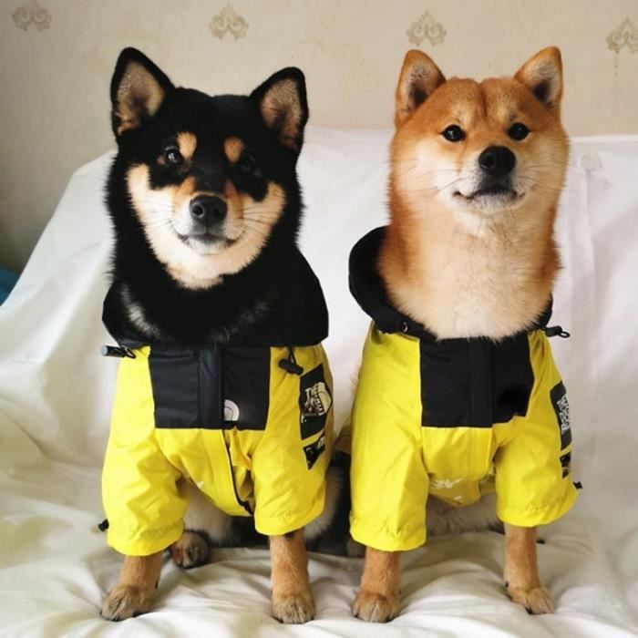 Manteau chihuahua online