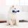 Jouets Pour Gros Chiens