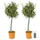 BLOOMIQUE 2x Olea Europaea avec nutrition PlantGrow - Olivier sur tronc - Arbre D19 cm D80-90 cm