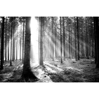 Papier Peint Photo INTISSÉ-(201507)-GLADE FORESTIÈRE-300x223 cm-6 lés-Mural Poster Géant XXL-Noir Blanc-Arbre Nature Jungle Forêt