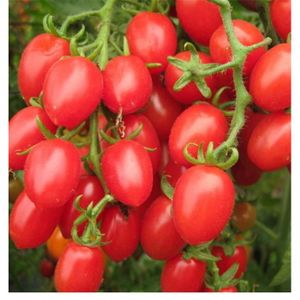 DINETTE - CUISINE 200pcs-tomate-22 - Cucumbe Tomate Pastèque, Légume Fraise Neutre Fruit cantaloup