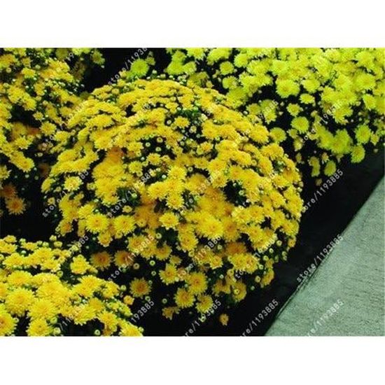 Graines De Myosotis Sylvatica, Fleurs, Graines D'Herbe, 50 Pcs-Sac Graines De Myosotis Sylvatica