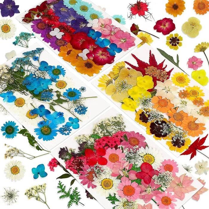 Fleurs Pressées VIXDA - 100 Marguerites Blanches Séchées Naturelles - Pour Résine, Ongles, Scrapbooking, DIY