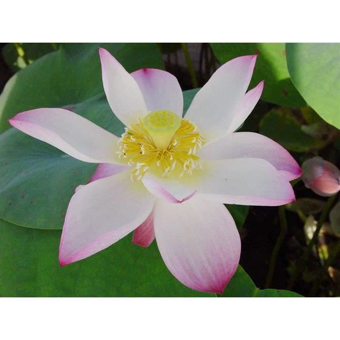 10pcs Graines De Fleur De Flammule Bowl Lotus Achat