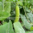 VGEBY Filet de treillis pour plantes: soutien solide pour plants de haricots, pois, concombres, tomates, gourdes amères, petites-3