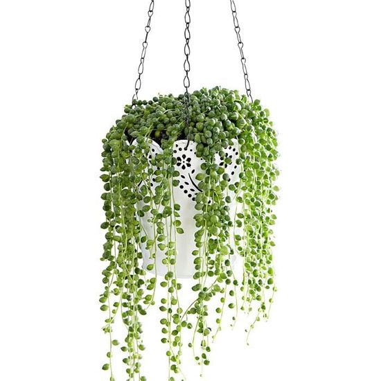 Senecio rowleyanus Séneçon de Rowley ou plante collier de perles Plante grasse suspendu Hauteur