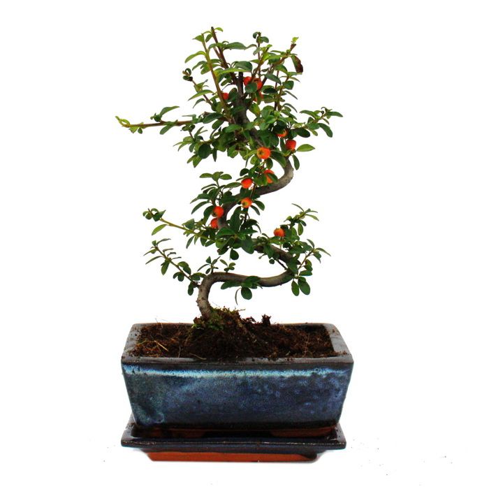 Bol à Bonsaï Carré Bleu Émaillé Avec Soucoupe - Taille 4 Modèle G4 - 26 X 20 X 8 Cm - Idéal Pour Bonsaïs D'Intérieur