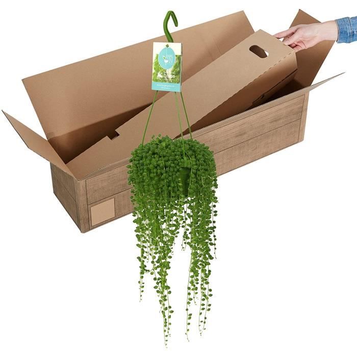 Senecio rowleyanus Séneçon de Rowley ou plante collier de perles Plante grasse suspendu Hauteur