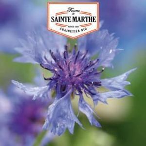 GRAINE - SEMENCE 400 graines Bleuet - La ferme Sainte Marthe 0,0000