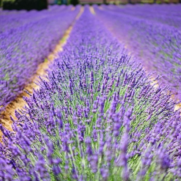Kit Haie Lavande - 10 Jeunes Plants Moins de 3m Violet