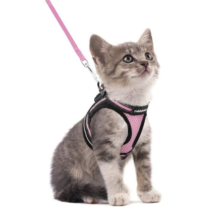 Harnais pour chat avec bande luminescente de sécurité