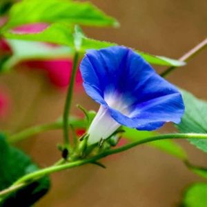 GRAINE - SEMENCE 50Pcs Graines de fleur de Bleu Petunia volubilis l