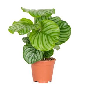 PLANTE POUSSÉE Calathea Orbifolia - Plante paon - Plante d'intérieur - Purificateur d'air - D14 cm - H40-45 cm