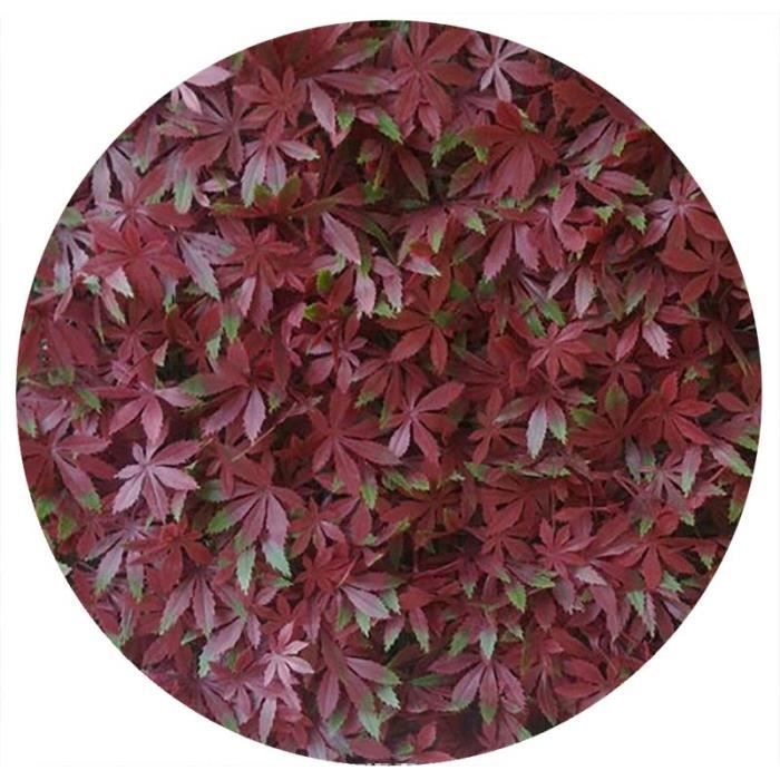 vigne vierge rouge artificielle - 3 m2 soit 12 …