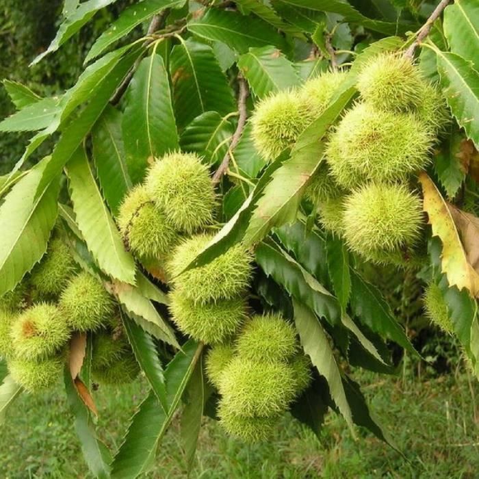 Chataignier Commun Castanea Sativa Jeune Plant En Godet 40 Cm Cdiscount Jardin Chataignier Commun Castanea Sativa Jeune Plant En Godet 40 Cm Cdiscount Jardin