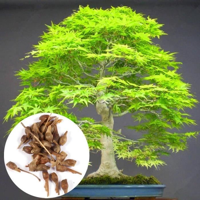 graines-de-arbres-feuilles-verts-bonsa-rable-balcon-int-rieur-plants