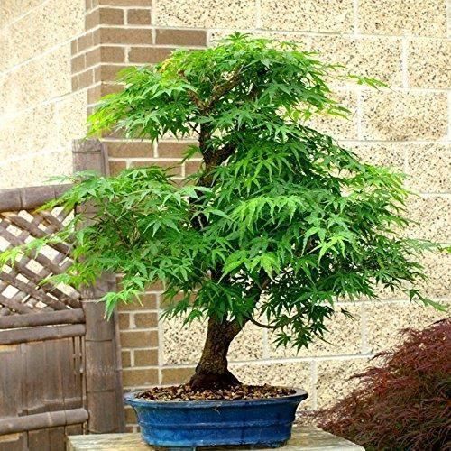20PCS Graines Érable Japonais Bonsaï Acer Palmatum Jardin Décoration Exotique, 2# Vert