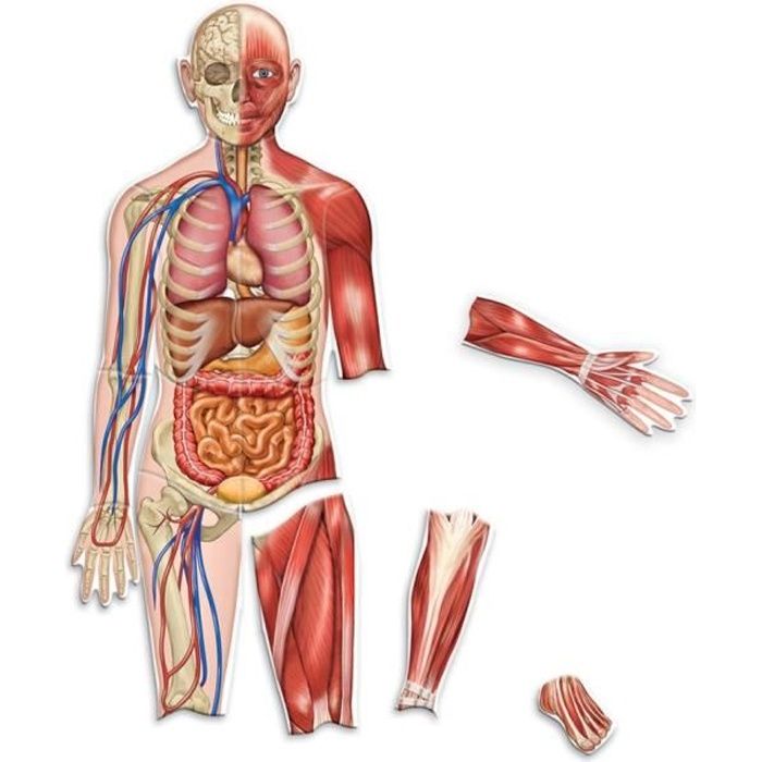 Corps Humain Aimante Double Face De Nvy6q Cdiscount Beaux Arts Et Loisirs Creatifs