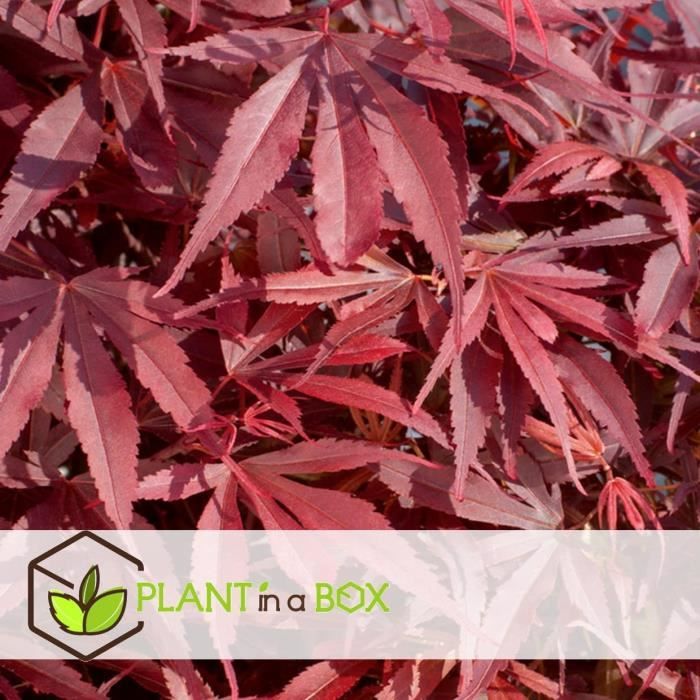 Érable Du Japon 'Moonrise' En Pot 19cm - Acer Palmatum, Feuillage Changeant, Rustique, Hauteur 40-50cm