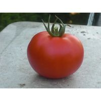 Sachet de  Tomate HYB F1 Montfavet 63/5 - 0,3 g - légume fruit - LES GRAINES BOCQUET