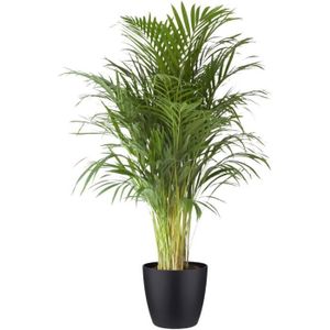 PLANTE POUSSÉE Plante d'intérieur de Botanicly – Palmiste multipliant en pot de fleur noir comme un ensemble – Hauteur: 110 cm – Areca dypsis l271