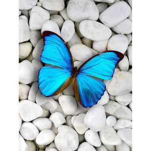 KIT MOSAÏQUE Diymood 5D Diamond Painting Papillon Bleu Kit - DIY Broderie Diamant Animal Point de Croix - Salon Chambre Craft -.[Z4294]